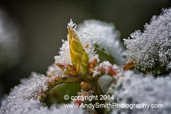 Rhododendron in the Snow